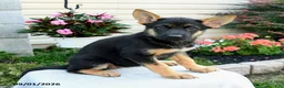 German Shepherd dogs for sale: Fawn - Ad 3