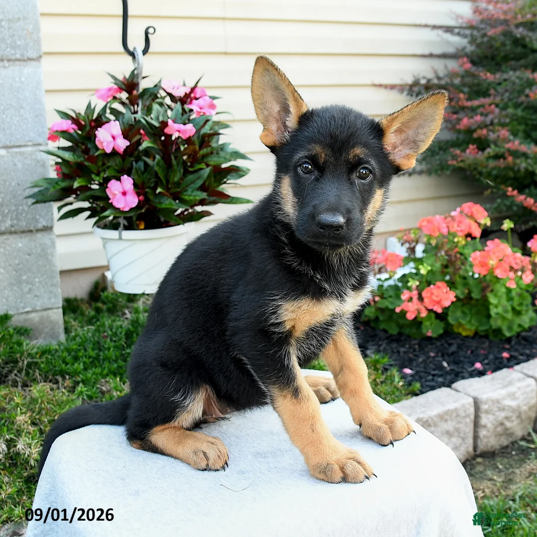 German Shepherd dogs for sale: Fawn - Ad 3