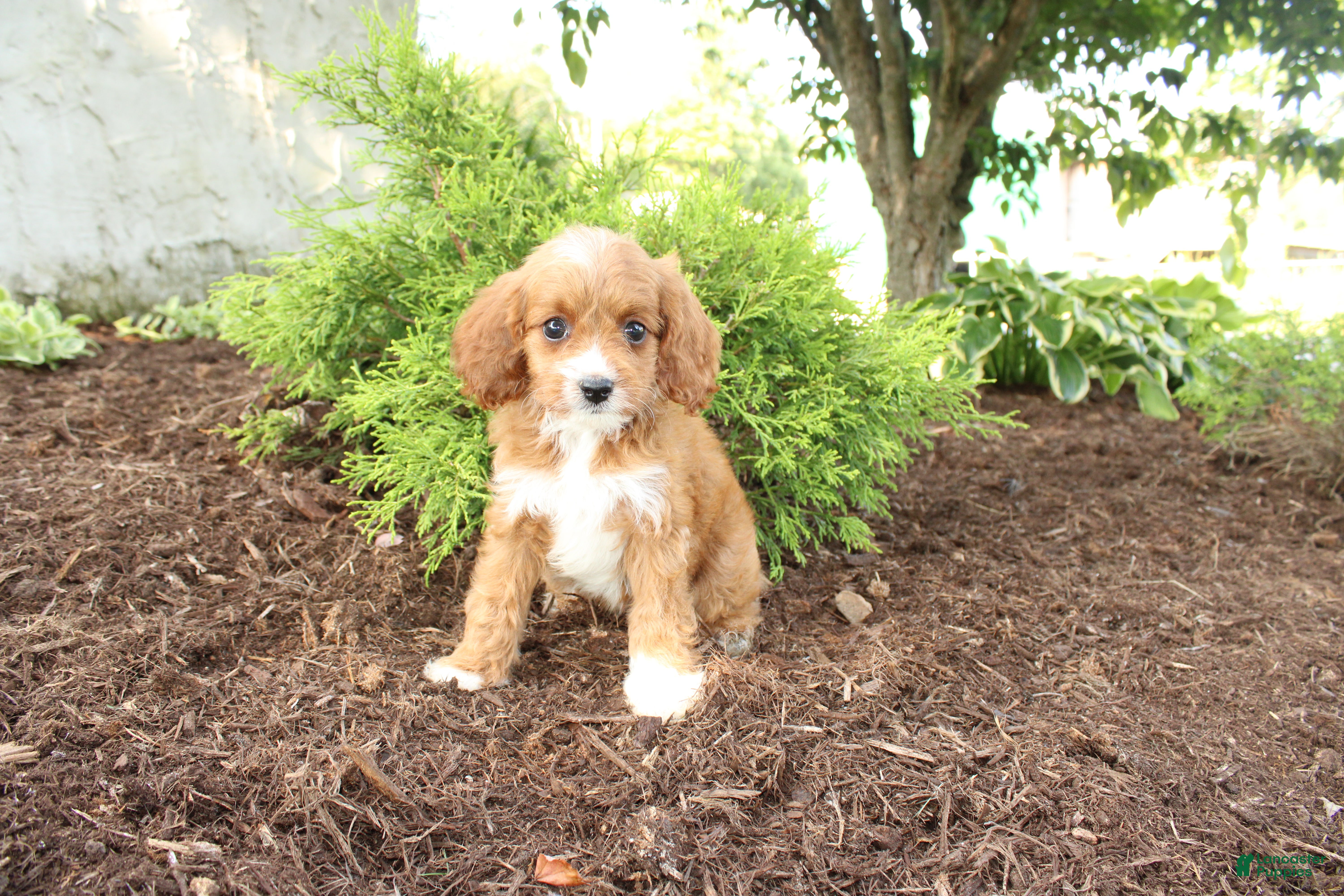 Cavapoo dogs Autumn - Ad 1