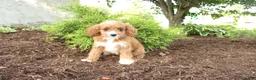 Cavapoo dogs for sale: Autumn - Ad 1