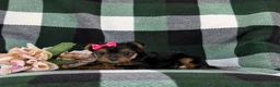 Yorkshire Terrier dogs for sale: Harmony 4.5 lbs Full Grown - Ad 10