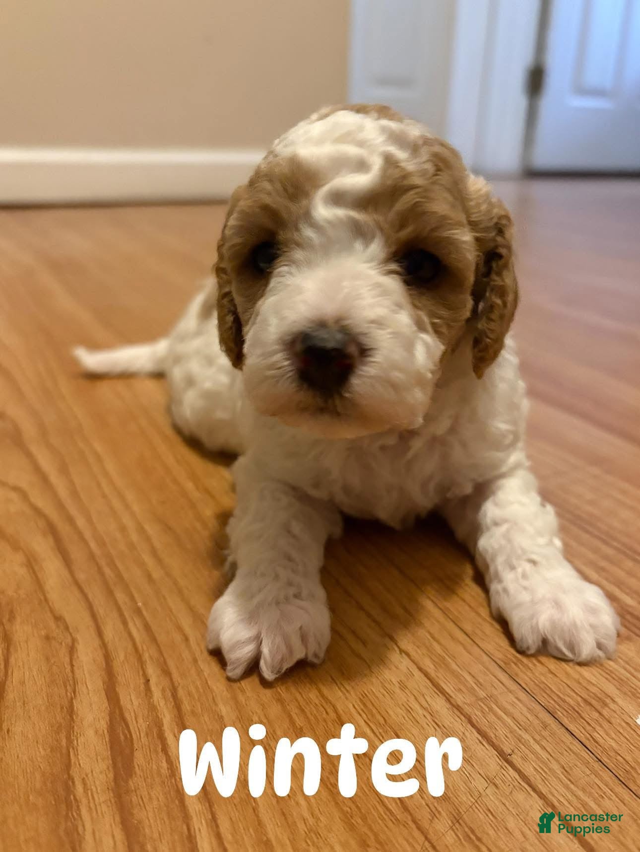 Cavapoo dogs Cavapoo Puppy 4 - Ad 42