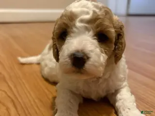 Cavapoo dogs Cavapoo Puppy 4 - Ad 17