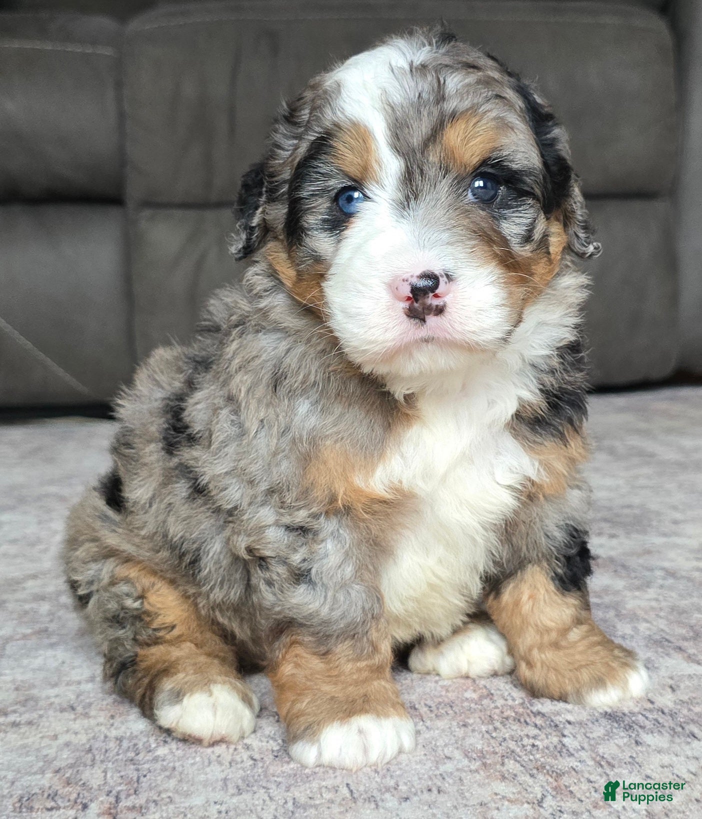 Mini Bernedoodle dogs Mini Shadow - Ad 1