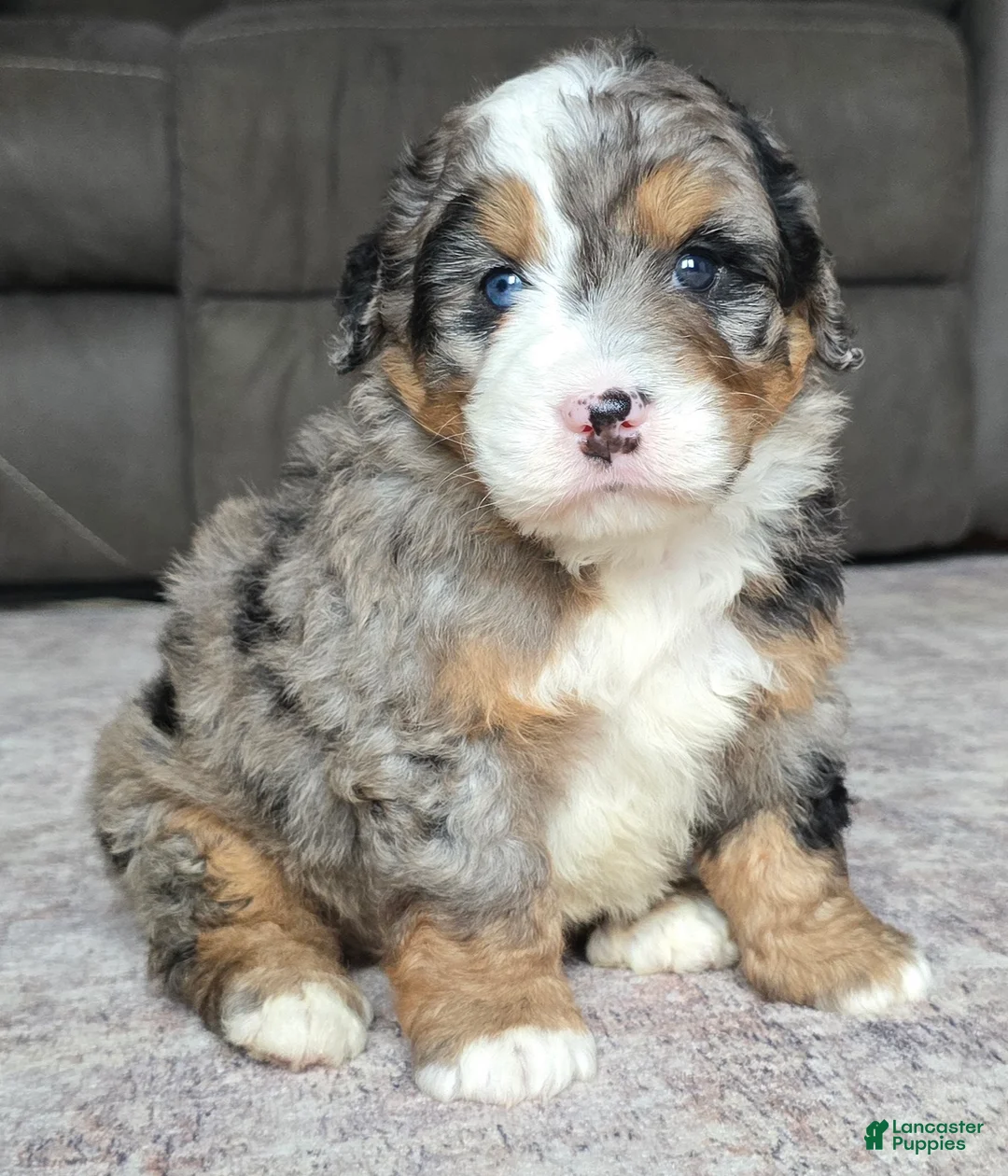 Mini Bernedoodle dogs for sale: Mini Shadow - Ad 1