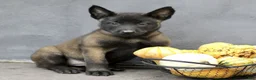 Belgian Malinois dogs for sale: Ramona  - Ad 3