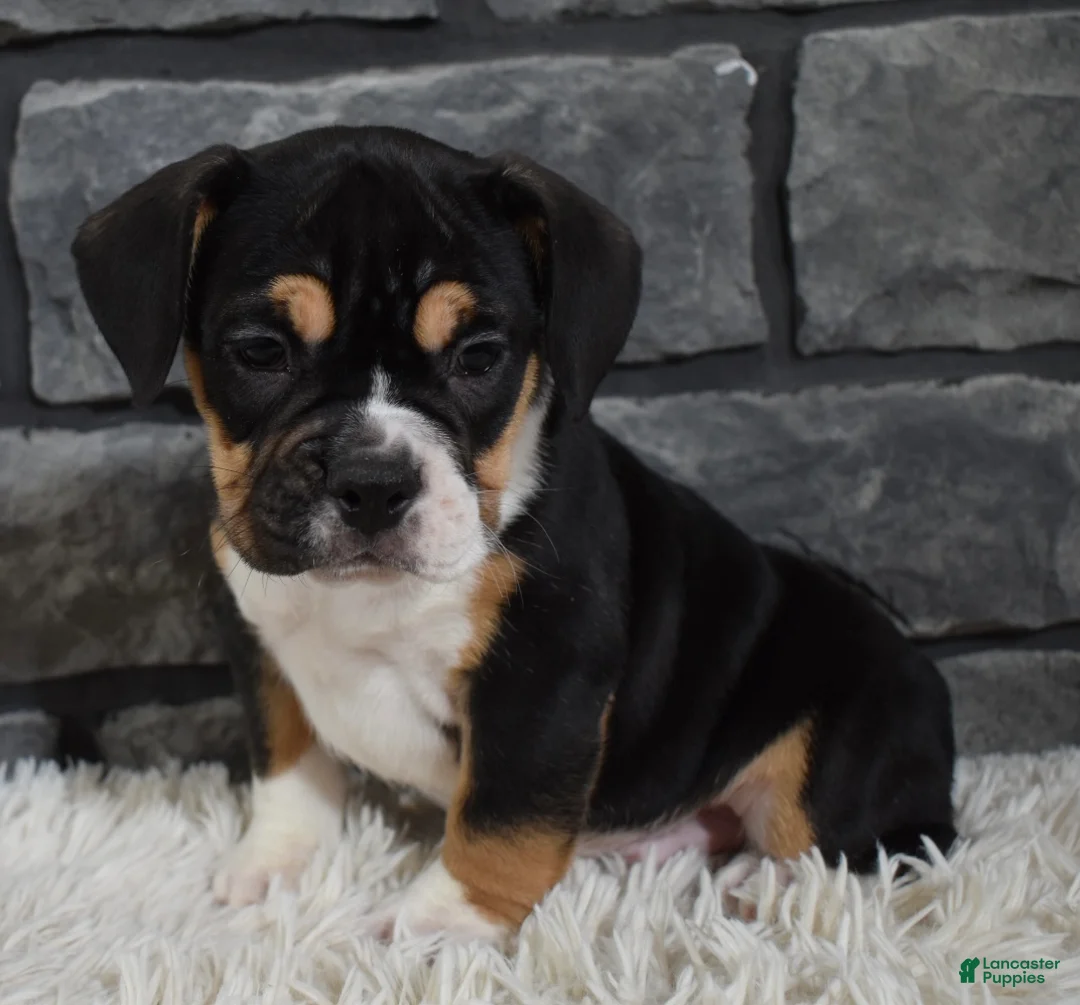 Mixed Breed dogs for sale: Diesel  - Ad 6