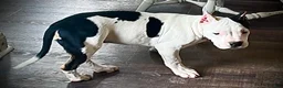 American Bully dogs for sale: American Bully Puppy 1 - Ad 33