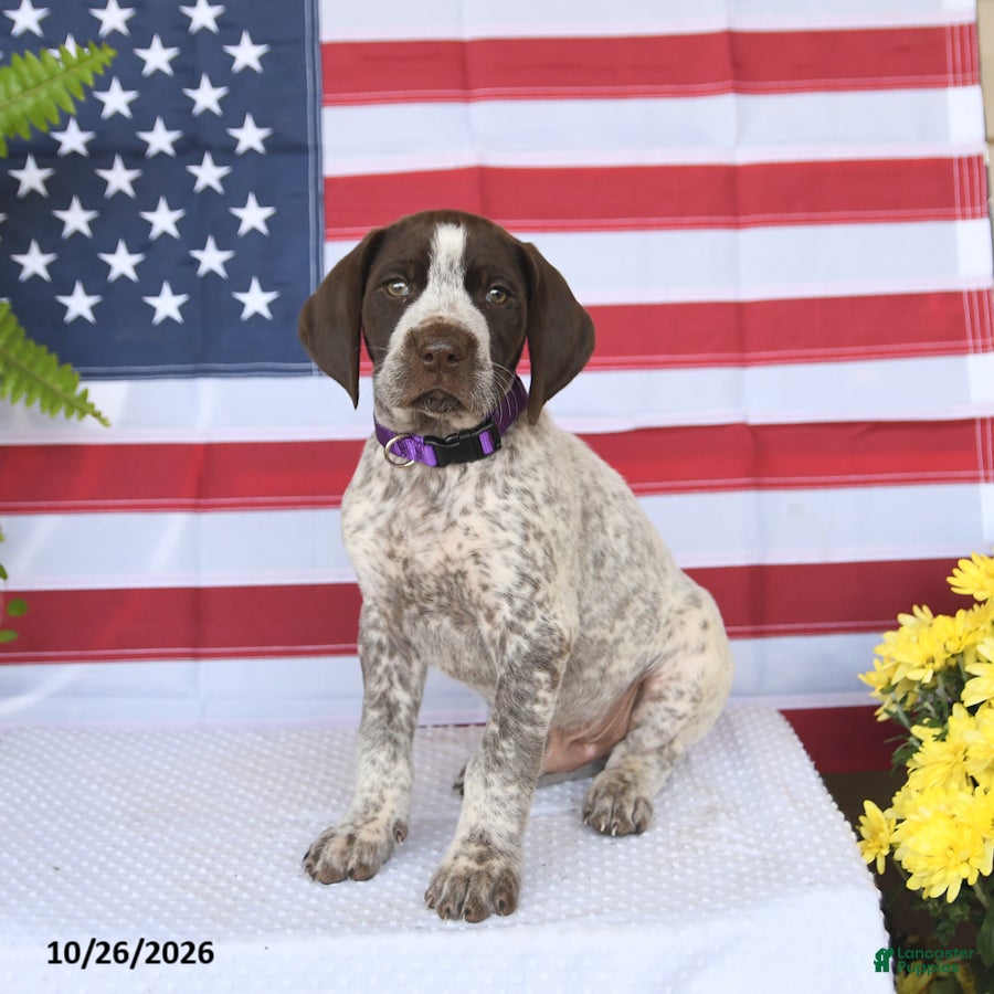 German Shorthaired Pointer dogs for sale: Trooper - Ad 2