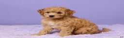 Mini Goldendoodle dogs for sale: Bonnie - Ad 2