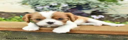 Cavalier King Charles Spaniel dogs for sale: Daisy  - Ad 4