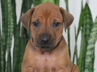 Rhodesian Ridgeback dogs Rhodesian Ridgeback Puppy 5 - Ad 8