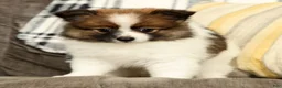 Pomeranian dogs for sale: Molly - Ad 4