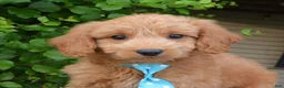 Mini Goldendoodle dogs for sale: Mini Gus - Ad 3