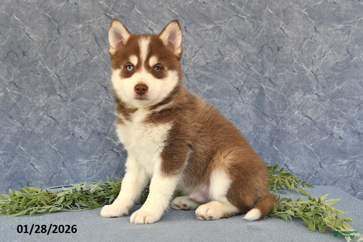 Pomsky dogs Alex - Ad 4