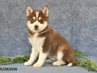 Pomsky dogs Alex - Ad 4