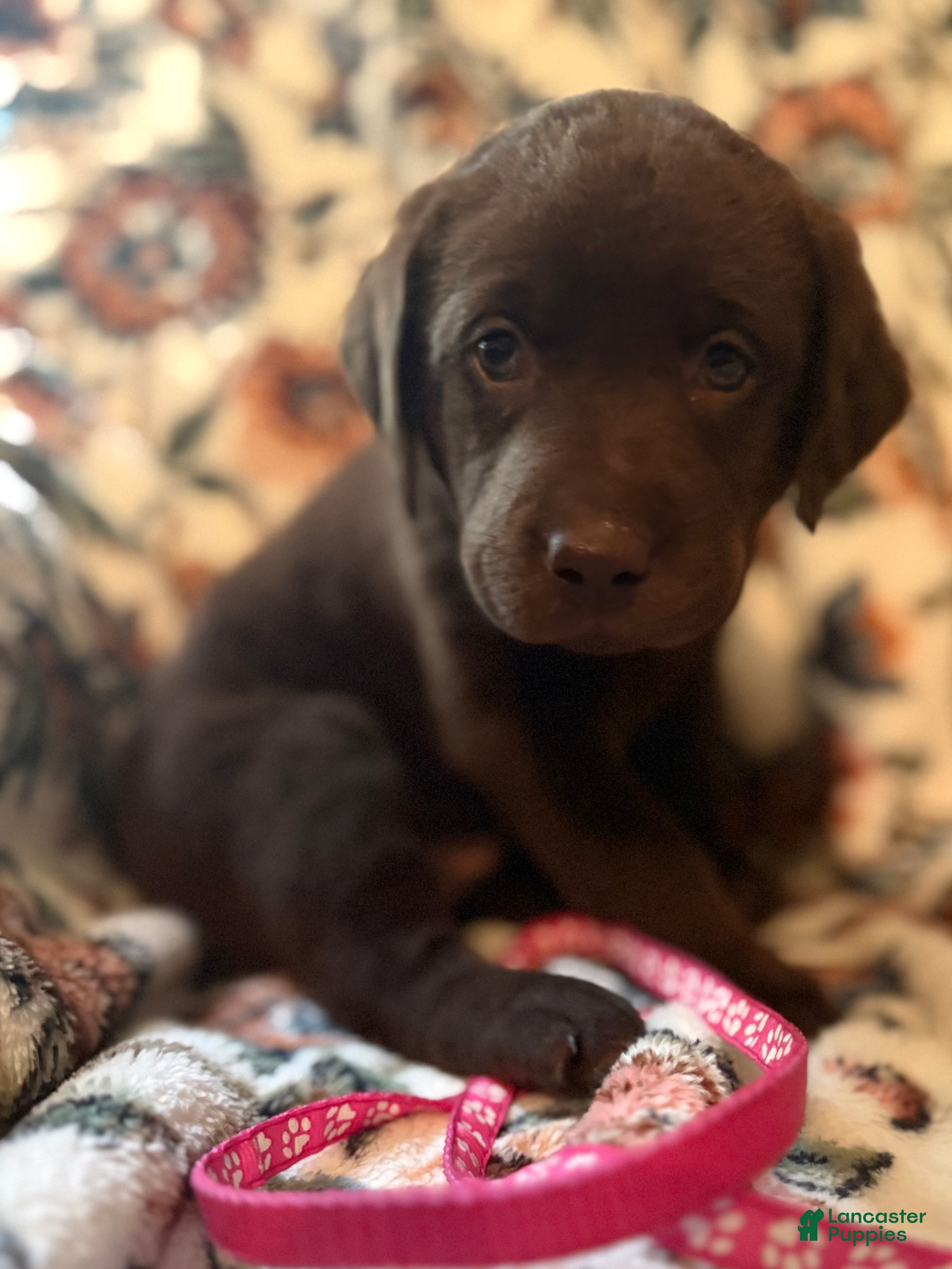 Labrador Retriever dogs Labrador Retriever Puppy 11 LIGHT PINK  - Ad 2
