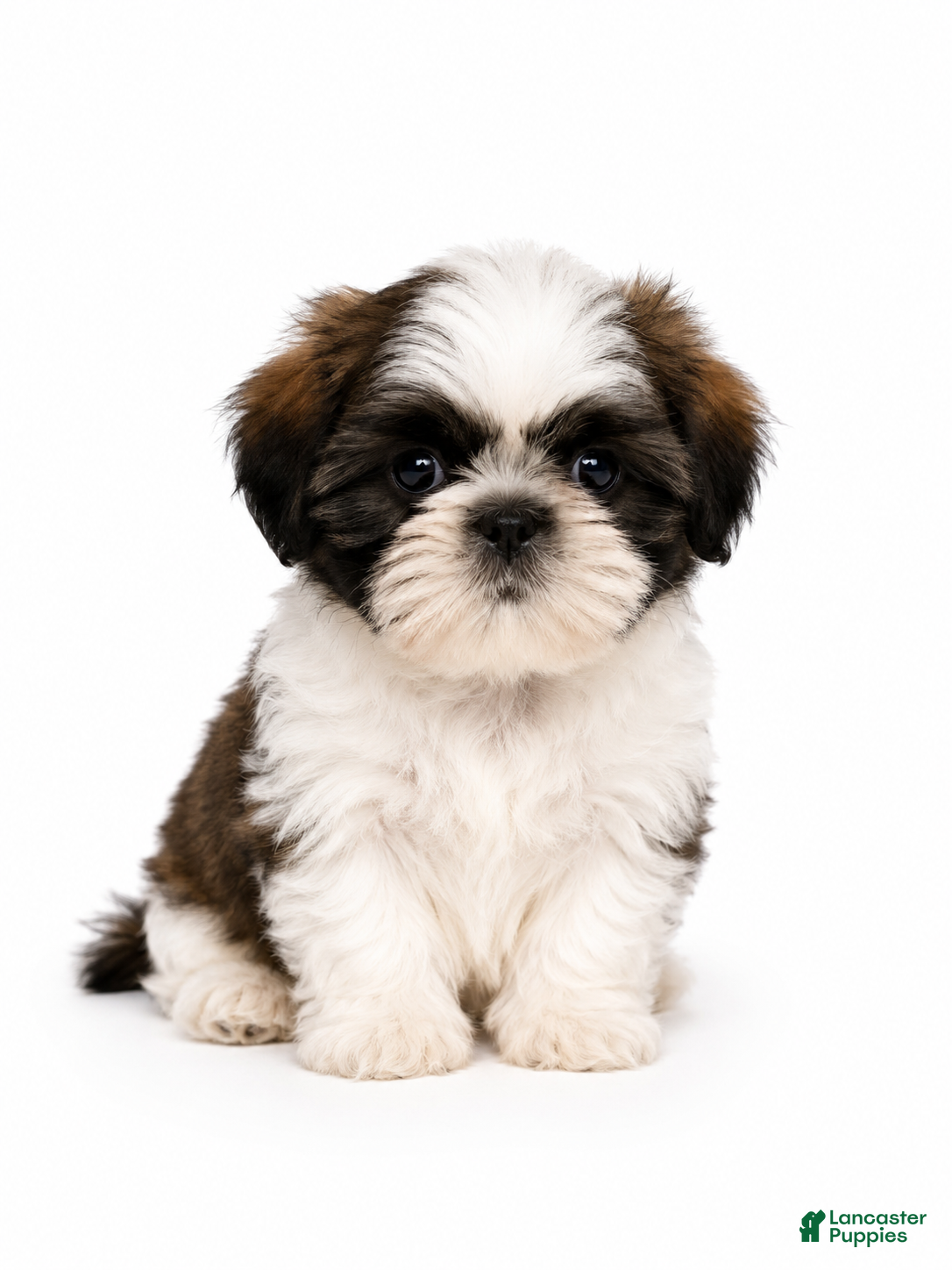 Shih Tzu dogs for sale: Red - Ad 1