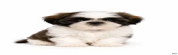 Shih Tzu dogs for sale: Red - Ad 1