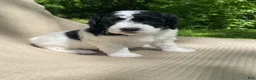 Mixed Breed dogs for sale: Strudel - Ad 14