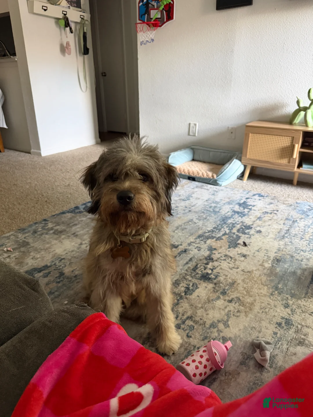 Soft Coated Wheaten Terrier dogs for sale: Soft Coated Wheaten Terrier Puppy 1 - Ad 1