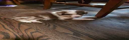 Australian Shepherd dogs for sale: Red merle female - Ad 2