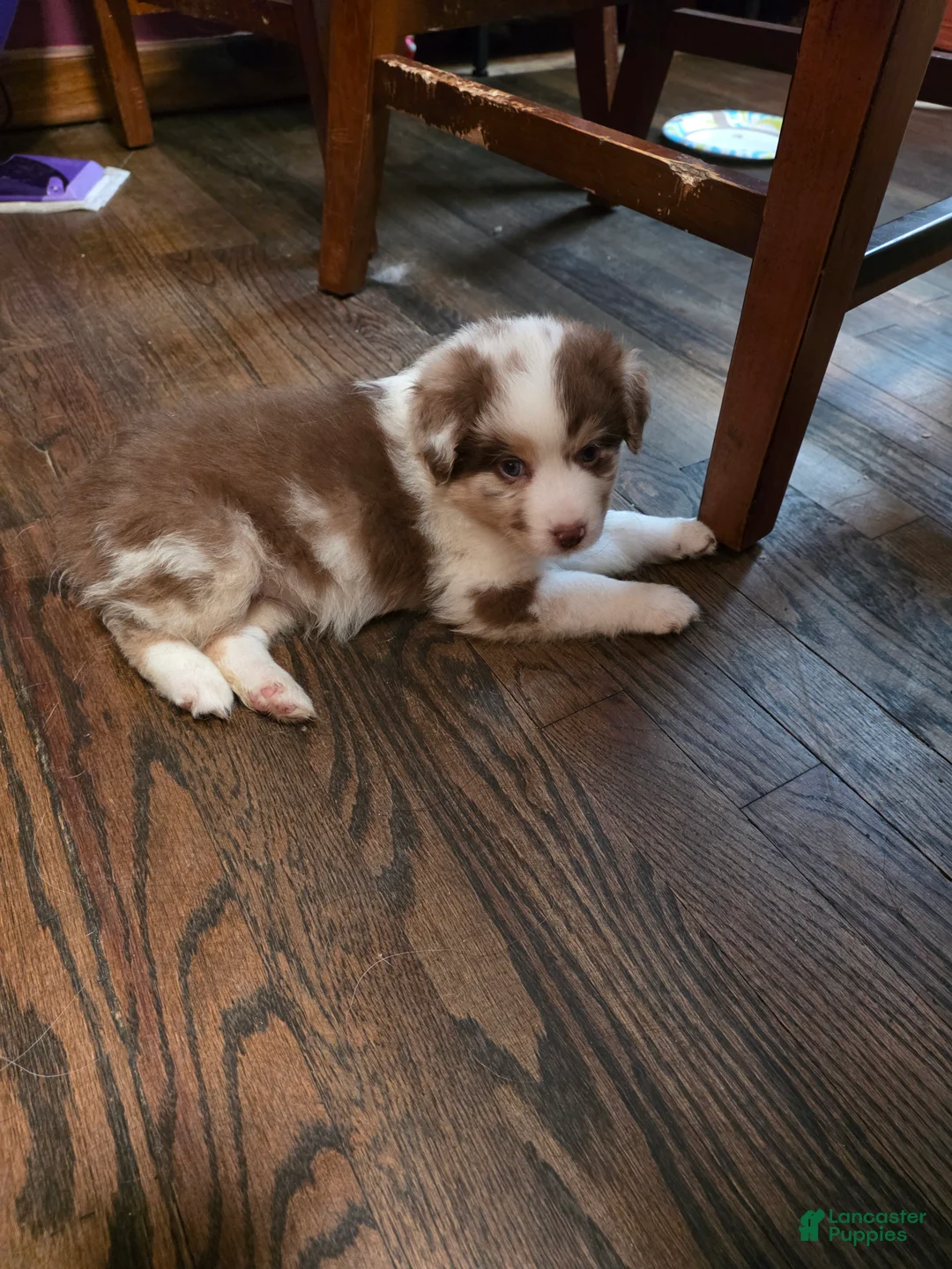 Australian Shepherd dogs for sale: Red merle female - Ad 2