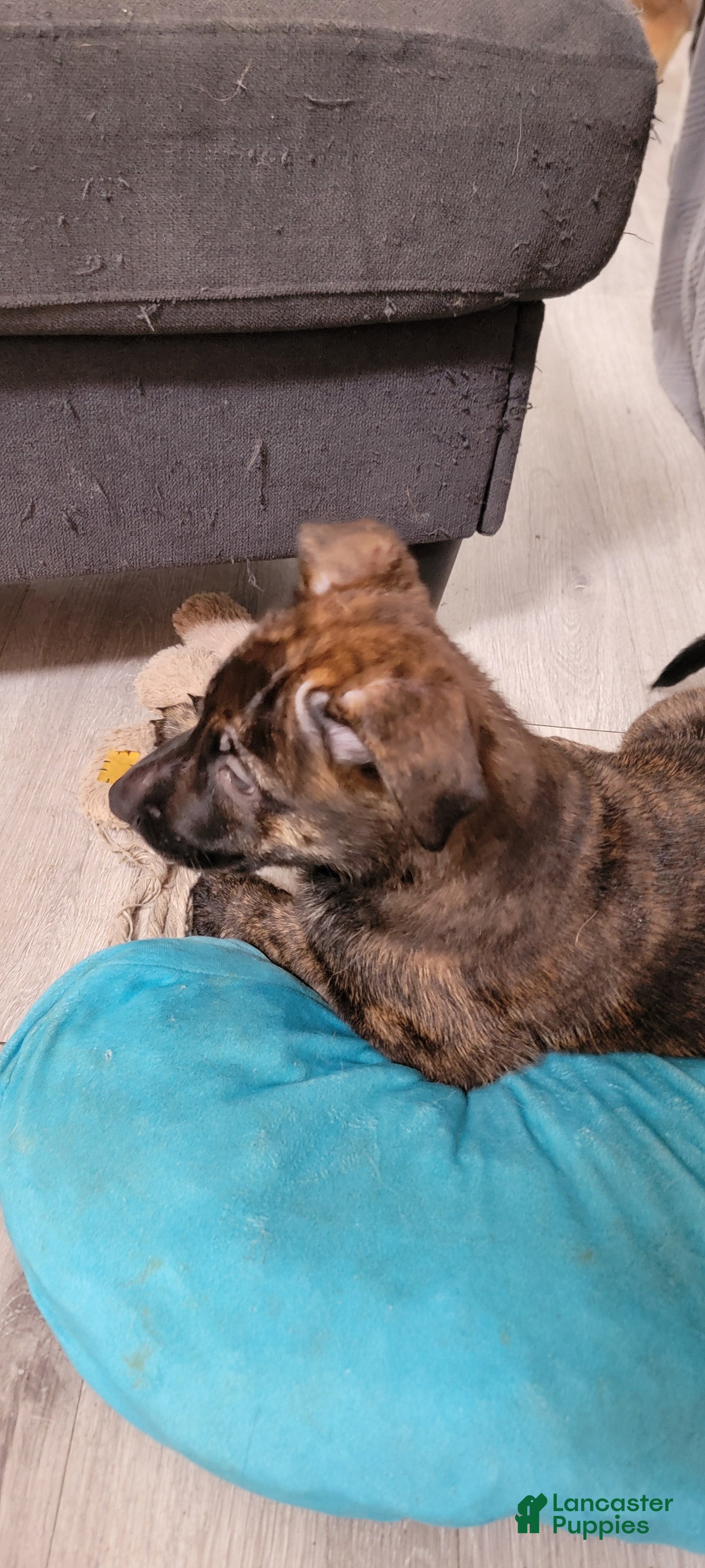 Mixed Breed dogs Mixed Breed Puppy 4 - Ad 33