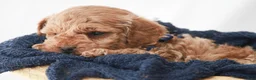 Toy Poodle dogs for sale: Max - Ad 6