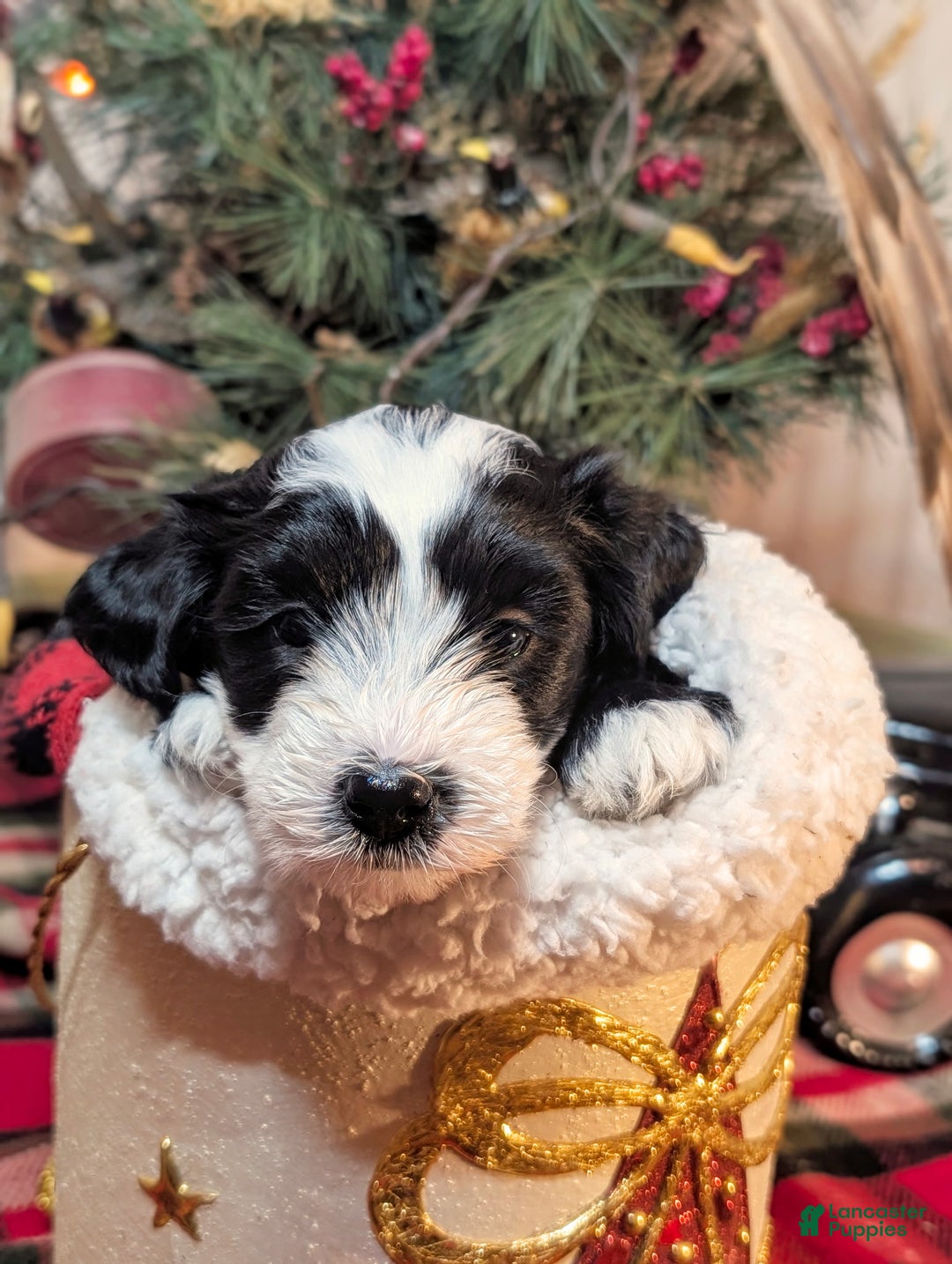 Mini Sheepadoodle dogs for sale: Buck - Ad 6