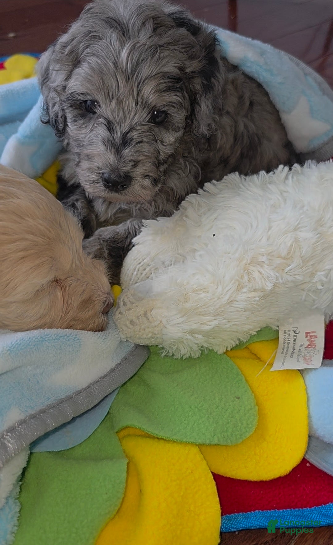 Goldendoodle dogs Mini Goldendoodle Female - Ad 2