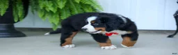 Bernese Mountain Dog dogs for sale: SPIKE - Ad 14