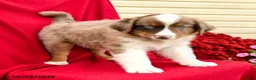 Australian Shepherd dogs for sale: Merlot - Ad 4