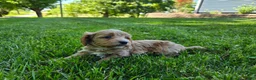 Cavapoo dogs for sale: Red - Ad 4