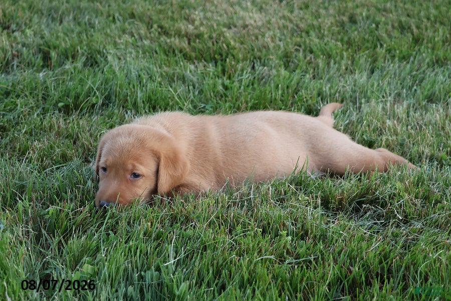 Goldador dogs Maverick - Ad 2