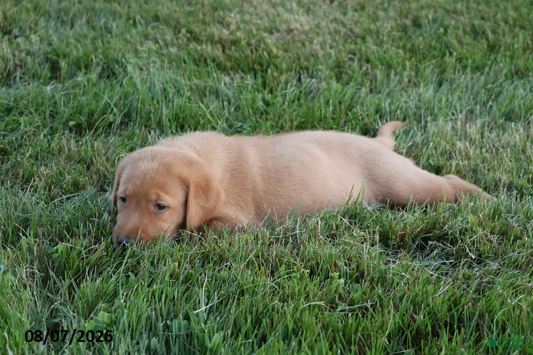 Goldador dogs for sale: Maverick - Ad 2