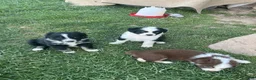Australian Shepherd dogs for sale: Australian Shepherd Puppy 2 - Ad 3