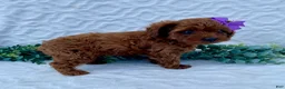 Cavapoo dogs for sale: nova - Ad 3