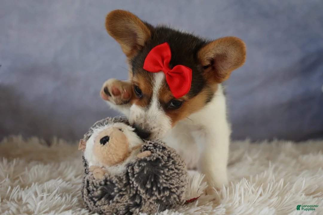 Welsh Corgi Pembroke dogs for sale: Ziggy 🩵 - Ad 2