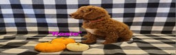 Cockapoo dogs for sale: Rosie - Ad 3