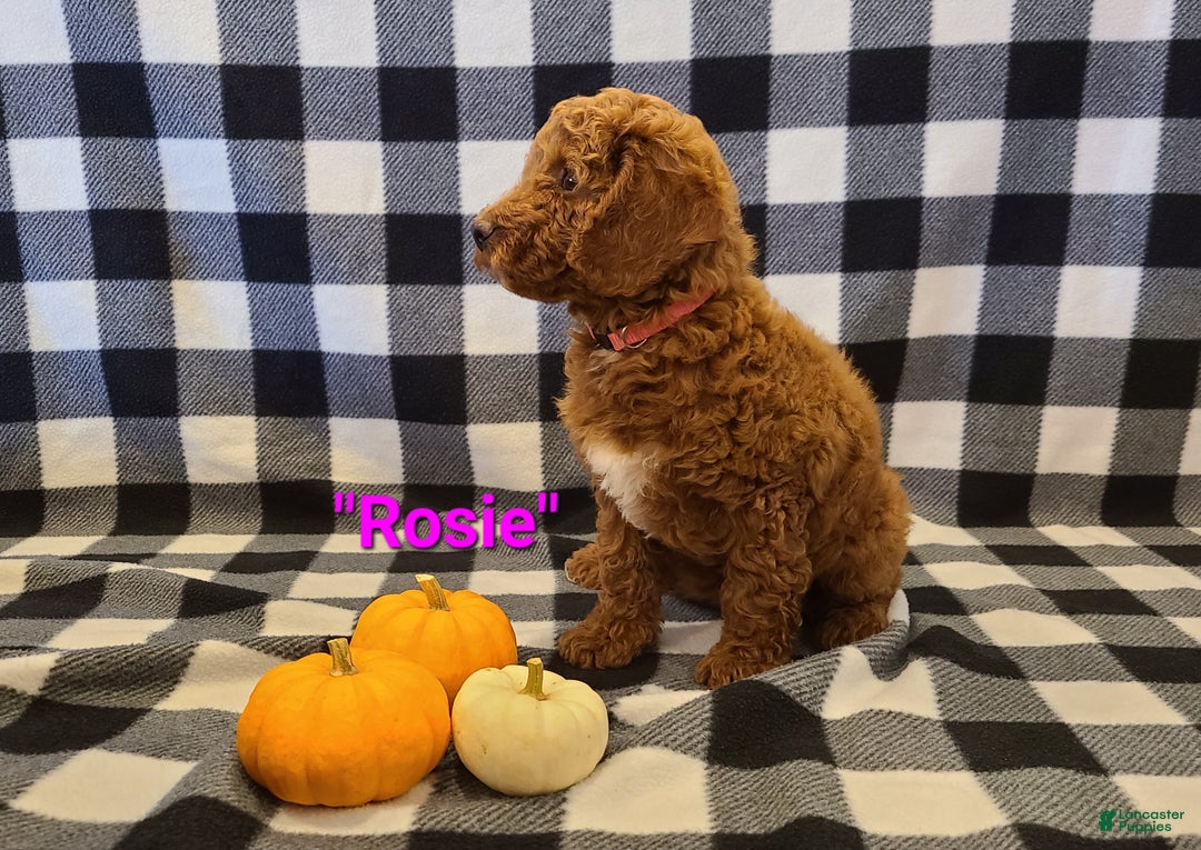 Cockapoo dogs for sale: Rosie - Ad 3