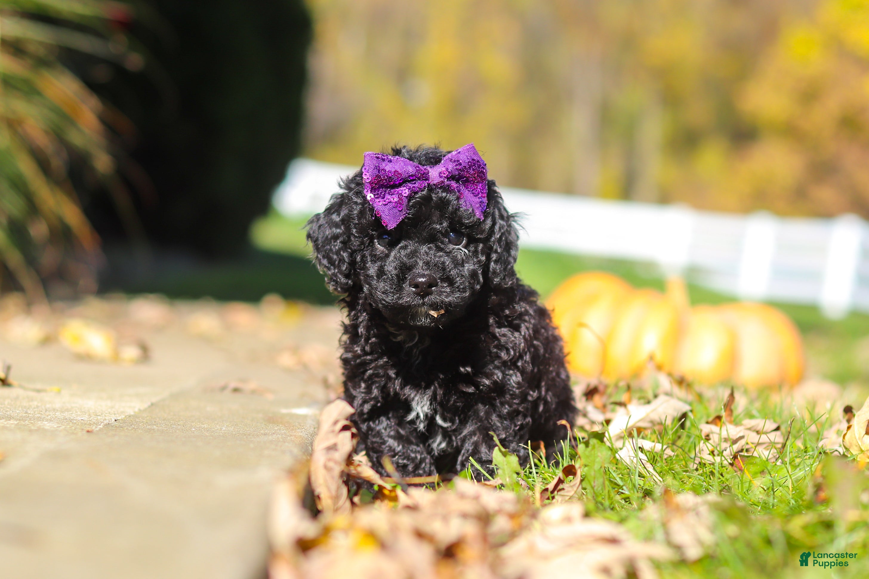 Cavapoo dogs for sale: Aurora - Ad 4