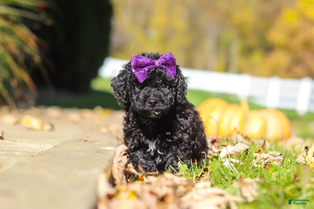 Cavapoo dogs for sale: Aurora - Ad 1