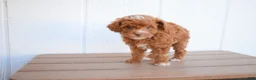 Miniature Poodle dogs for sale: Dahlia 🐶 - Ad 4
