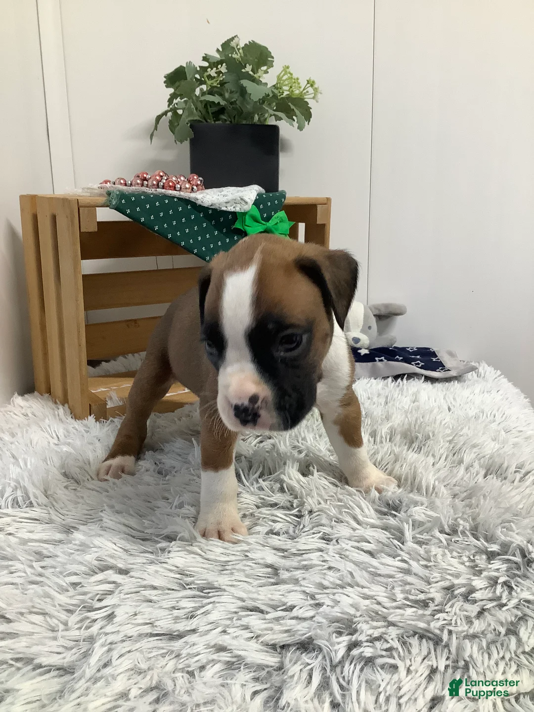 Boxer dogs for sale:  Hank Puppy 1 - Ad 2