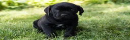 Cane Corso dogs for sale: Maple  - Ad 1