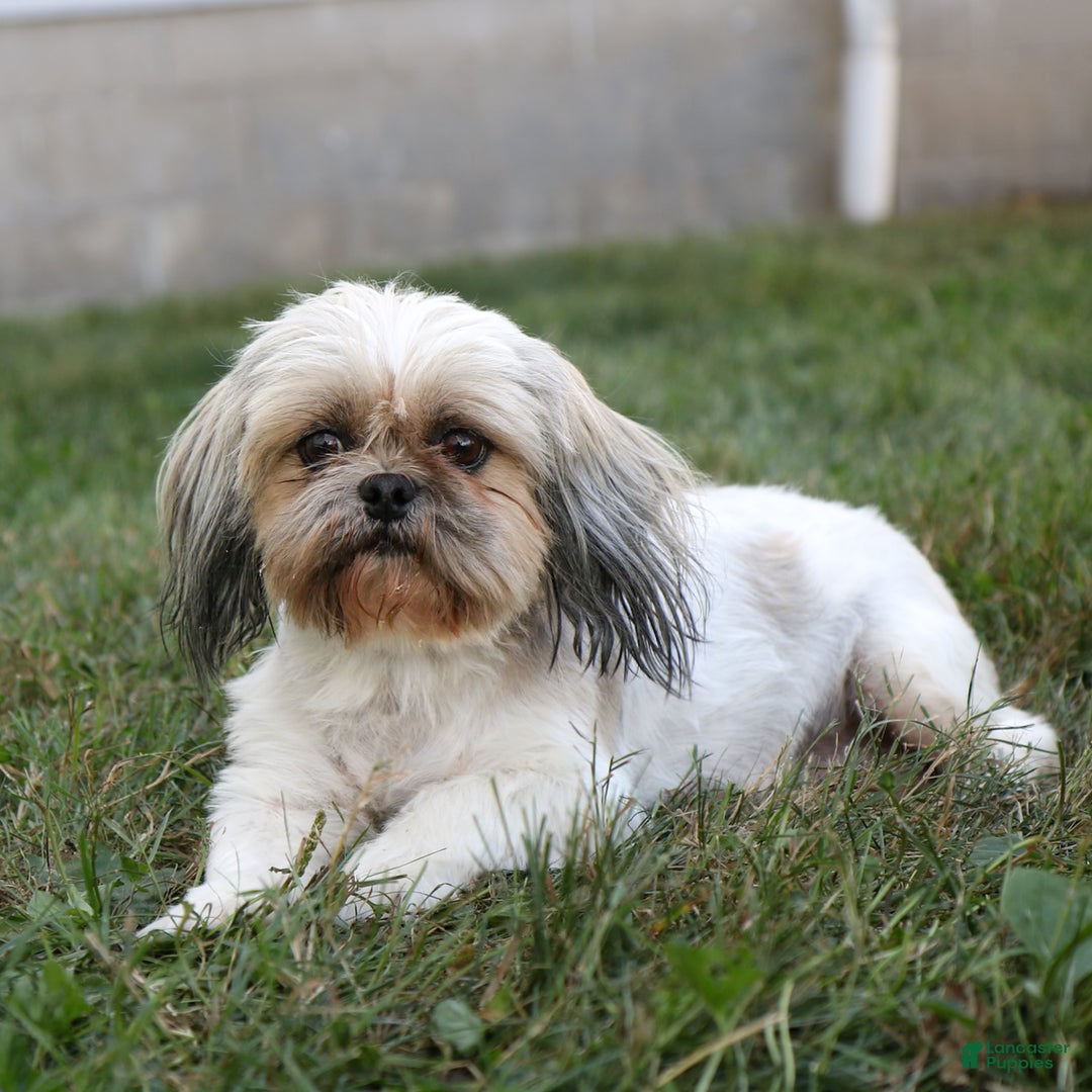 Princess Different Types Of Shih Tzu Breeds Liver Types Of Shih