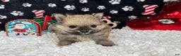 Pomeranian dogs for sale: Pomeranian Puppy 2 - Ad 2