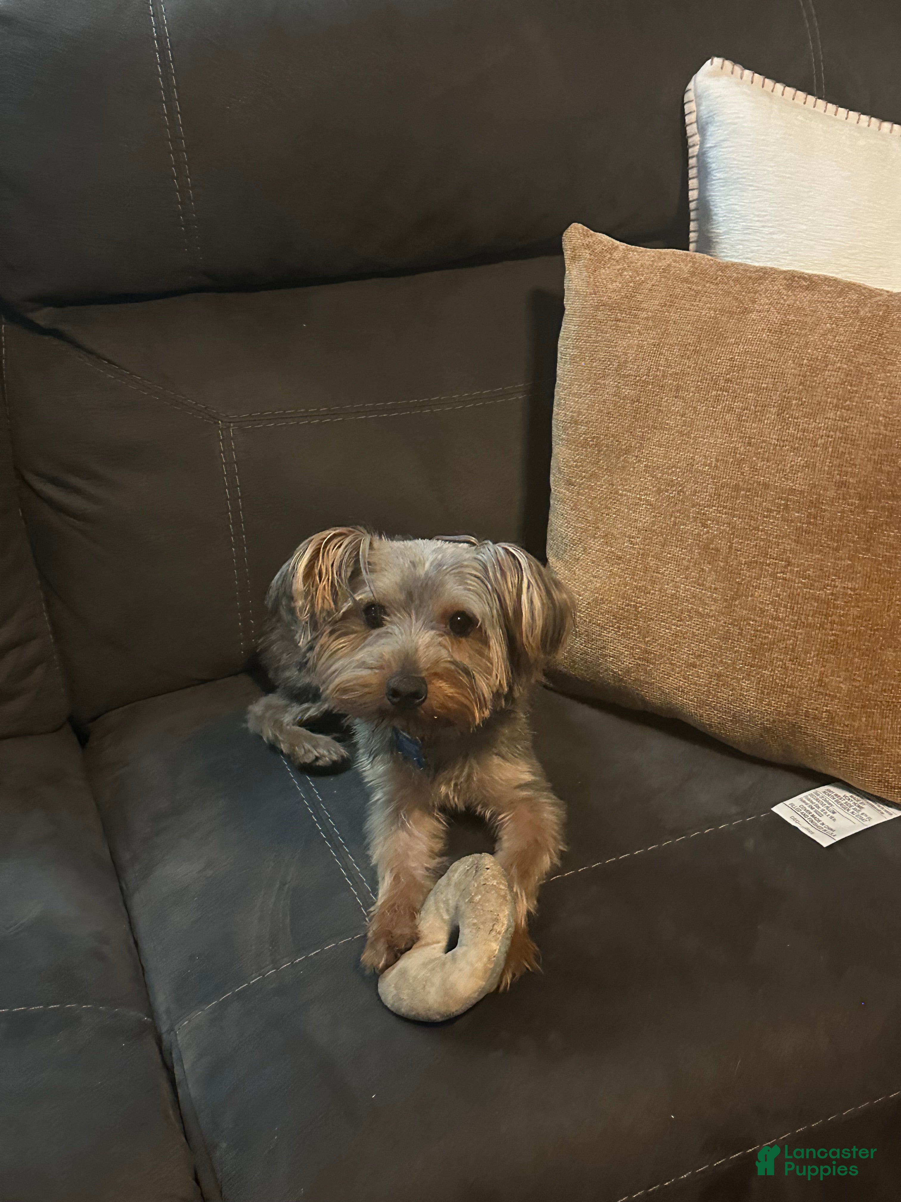 Yorkshire Terrier dogs Yorkshire Terrier Puppy 1 - Ad 38