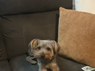 Yorkshire Terrier dogs Yorkshire Terrier Puppy 1 - Ad 38